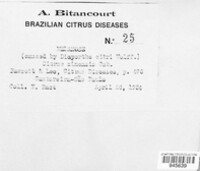 Image of Diaporthe citri